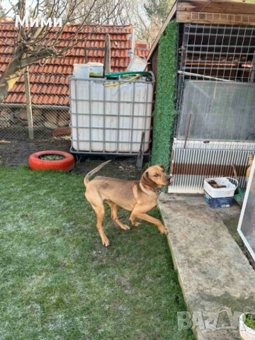 Ловни кучета, снимка 10 - Други - 53111116