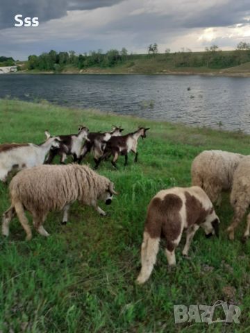 Провават се Овце, Кочове и  Чепишки  за Курбан Байрам, снимка 2 - Овце - 45698322