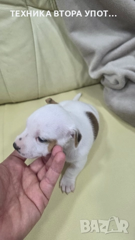 джак ръсел териер 3 броя женски, снимка 8 - Джак ръсел териер - 52885801