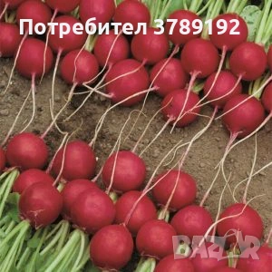 Разнос на Търговия, снимка 8 - Други услуги - 54059721