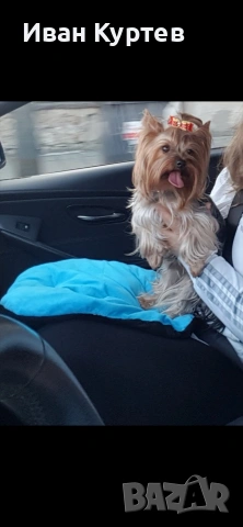 Йоркширски териер Мини , снимка 7 - Йоркширски териер - 53579810