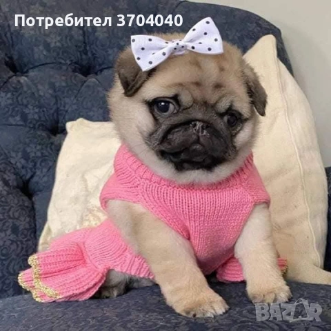 бебе мопс момче търси грижовно и любящо семейство!