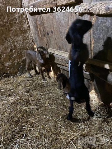 англо нубийски кози, снимка 7 - Кози - 54003597
