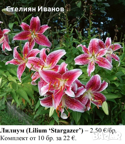 Лилиум (Lilium ‘Stargazer’) - грудки