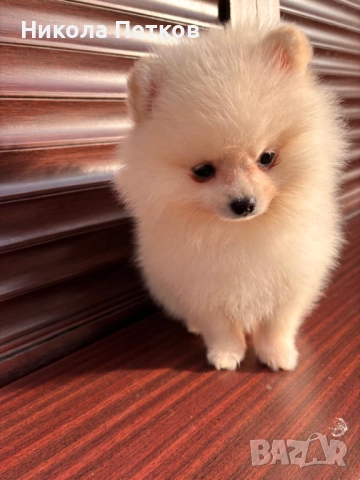 Померан , снимка 4 - Померан - 52839367