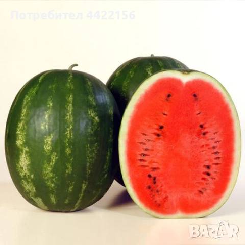 Семена за Диня Syngenta Sorento – 1000 бр. в опаковка, снимка 5 - Сортови семена и луковици - 53965174