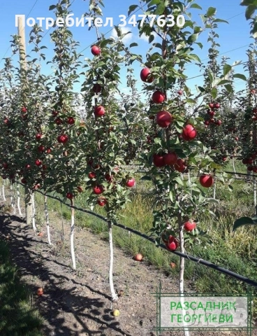 МИНИ (КОЛОННИ) ОВОЩНИ ДРЪВЧЕТА, снимка 2 - Градински цветя и растения - 47081860