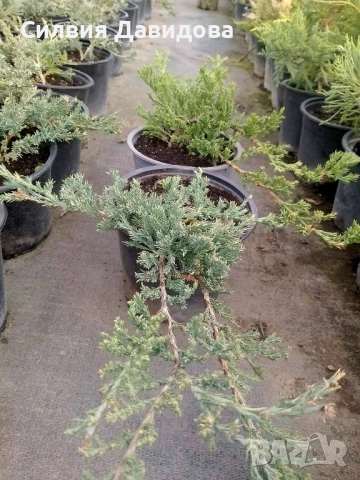 Юниперус , снимка 2 - Градински цветя и растения - 51864443