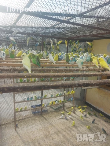 Продавам вълнисти папагали, снимка 1