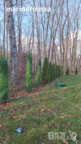 Мрежа за туя (мрежи за туи), снимка 4 - Градинска техника - 27006780