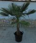 Зимна палма Трахикарпус - многогодишна, снимка 1 - Градински цветя и растения - 45179022