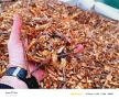 Мулч/Дървесен чипс / 100% Натурален , снимка 2