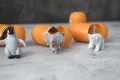 Kinder Surprise Natoons Baby animals 2024 (Киндер шоколадови яйца), снимка 3