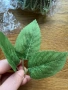 Стръкове и листа за декорация, снимка 3
