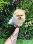 Померан момче, снимка 4