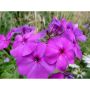 Phlox pan. 'Dusterlohe' Флокс, снимка 1 - Градински цветя и растения - 45842412