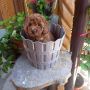 Той пудел Toy poodle, снимка 2