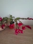 коледничета , снимка 3