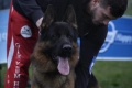 немско овчарско куче, снимка 9