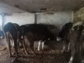 Продавам крави и теле, снимка 11