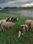 Провават се Овце, Кочове и  Чепишки  за Курбан Байрам, снимка 2