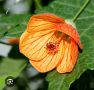 Абутилон, Стаен клен/Abutilon/, снимка 2