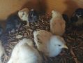 Пилета от домашни кокошки носачки на 5 дни + Брама и Джърси Гигант, снимка 3