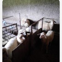 Продавам агнета 10 лв/кг, снимка 3 - Овце - 45591797