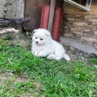 Продават се малки кученца порода Мини Шпиц, снимка 9 - Други - 46041633