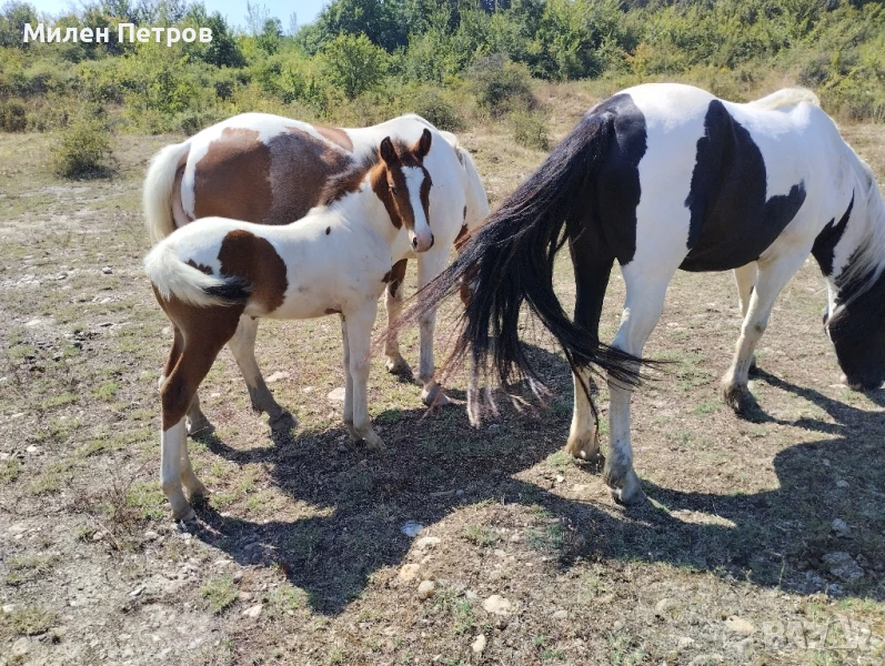 Продават се жребец, кобила и конче порода Пинто, снимка 1