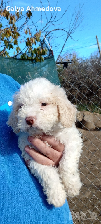 Лагото романьоло , снимка 1