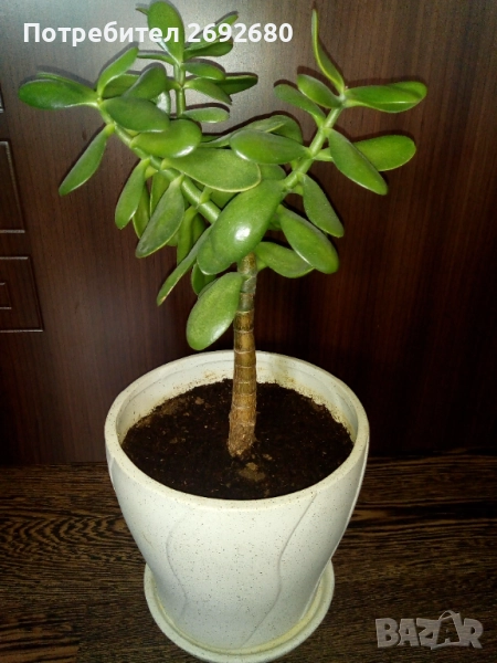 Красула-дървото на живота 50см.+голяма бяла керамична саксия с подложка , снимка 1