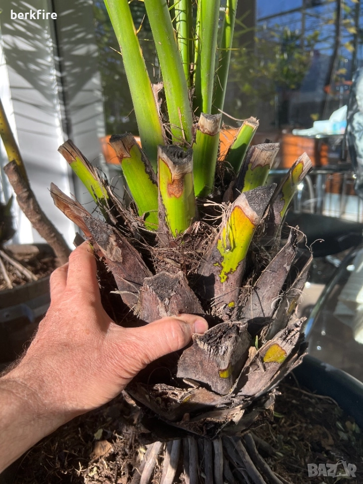 Финикова Палма , снимка 1