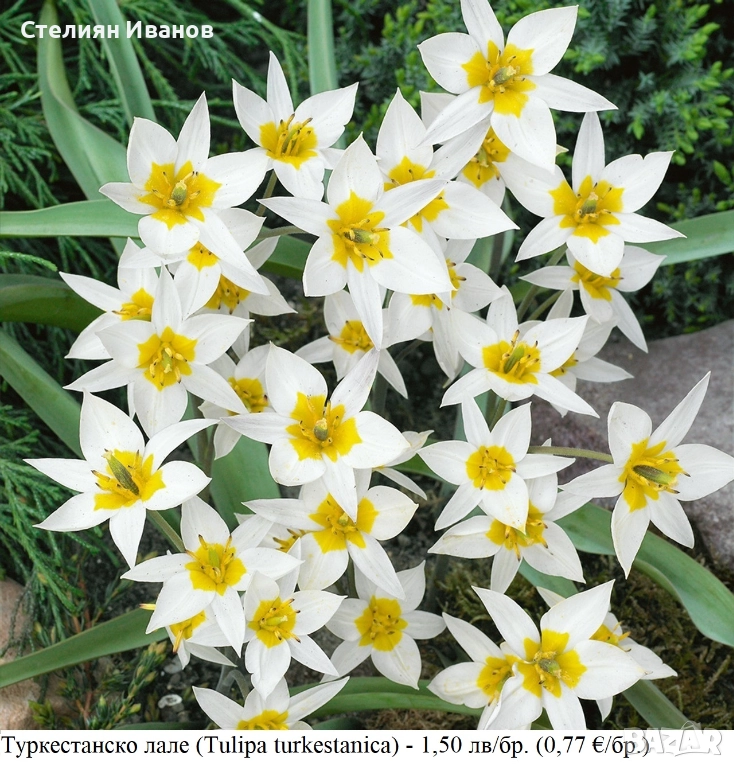 Туркестанско лале (Tulipa turkestanica) - луковици, снимка 1
