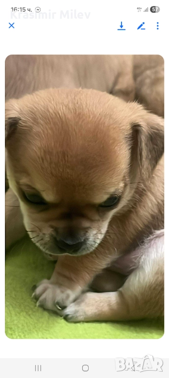 малко момченце мини чихуа, снимка 1