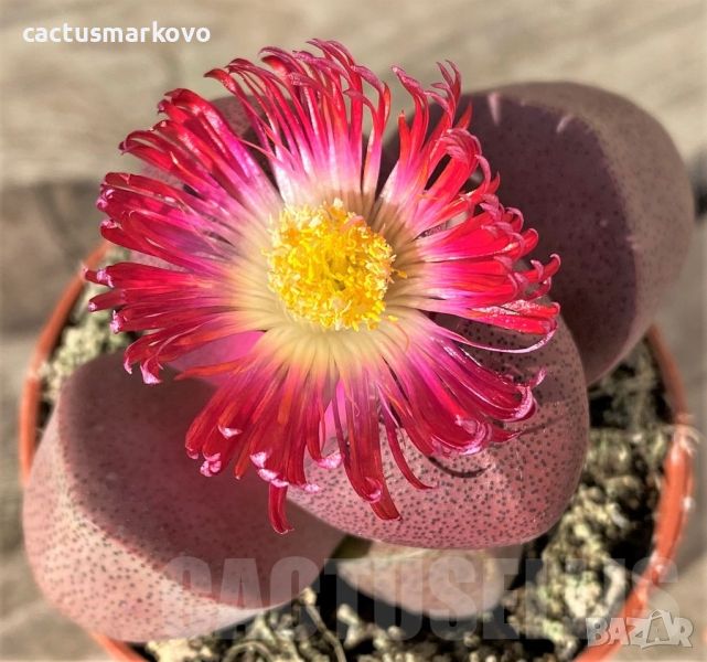 Pleiospilos nelii rubra, снимка 1