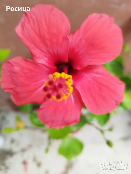 китайска роза , снимка 1