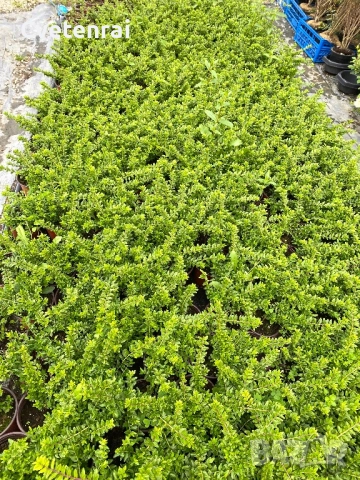 Лоницера , снимка 2 - Градински цветя и растения - 52029309