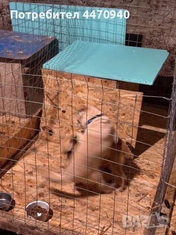 Мъшко Чихуахуа за РАСПЛОД., снимка 4 - Търси партньор - 53216214