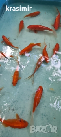 Езерни рибки комети, снимка 13 - Рибки - 51955813