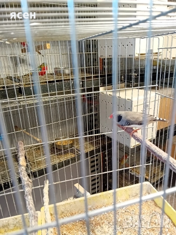 Продавам чифт зеброви амадини 