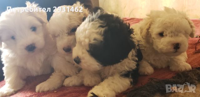 BICHON FRIZE--PRODADENY !!!!, снимка 5 - Болонка - 45136327