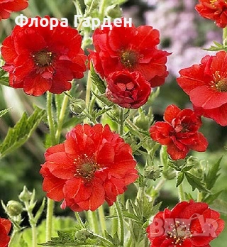 МНОГОГОДИШНИ ЦВЕТЯ - Коренища- ПРЕДВАРИТЕЛНИ ПОРЪЧКИ, снимка 10 - Градински цветя и растения - 53650042