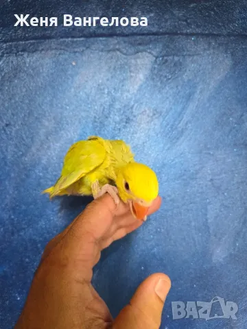 Ексклузивна цена до 1 юни Топ.. Малък александър., снимка 7 - Папагали - 50437180