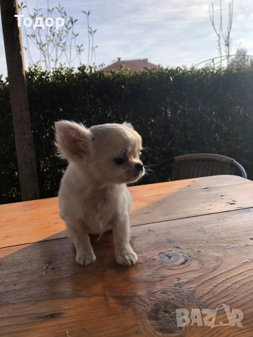 Продавам мини чихуахуа , снимка 4 - Чихуахуа - 52997997