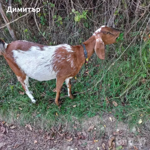 Англонубийски пръч , снимка 15 - Кози - 47354196