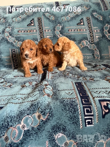 Той пудели момчета и момичета