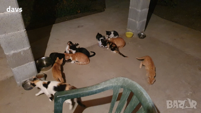 Малки котета – различни шарки, снимка 10 - Други - 51972893