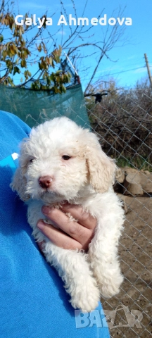 Лагото романьоло 