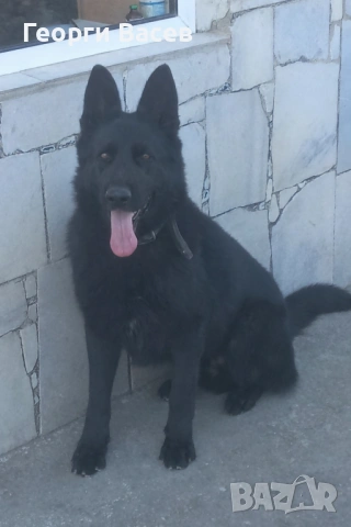 Немска овчарка 